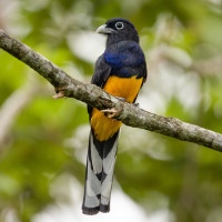 Green-backed Trogon